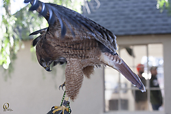 Raptors_PH18_IMG_3607.jpg