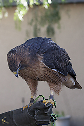 Raptors_PH18_IMG_3609.jpg