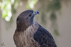 Raptors_PH18_IMG_3610.jpg