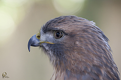 Raptors_PH18_IMG_3616.jpg