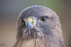 Raptors_PH18_IMG_3619.jpg