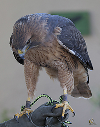 Raptors_PH18_IMG_3627.jpg