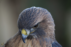 Raptors_PH18_IMG_3629.jpg