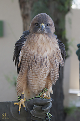 Raptors_PH18_IMG_3637.jpg