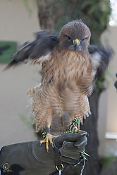 Raptors_PH18_IMG_3638.jpg