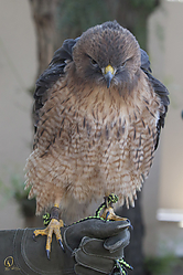 Raptors_PH18_IMG_3640.jpg