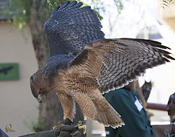 Raptors_PH18_IMG_3641.jpg