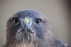Raptors_PH18_IMG_3644.jpg