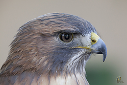 Raptors_PH18_IMG_3647.jpg