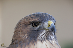 Raptors_PH18_IMG_3652.jpg