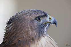 Raptors_PH18_IMG_3654.jpg