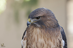Raptors_PH18_IMG_3656.jpg