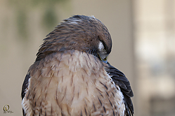 Raptors_PH18_IMG_3657.jpg