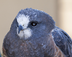 Raptors_PH18_IMG_3671.jpg