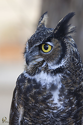 Raptors_PH18_IMG_3674.jpg