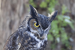 Raptors_PH18_IMG_3687.jpg
