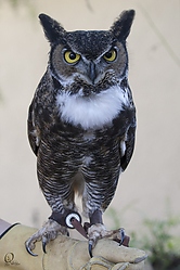 Raptors_PH18_IMG_3699.jpg