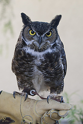 Raptors_PH18_IMG_3701.jpg