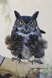 Raptors_PH18_IMG_3704.jpg