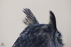 Raptors_PH18_IMG_3710.jpg
