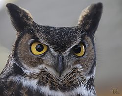 Raptors_PH18_IMG_3713.jpg