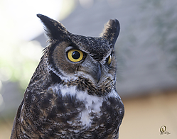 Raptors_PH18_IMG_3716.jpg