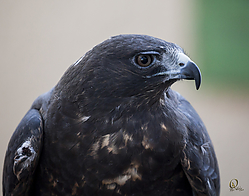 Raptors_PH18_IMG_3728.jpg