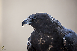 Raptors_PH18_IMG_3729.jpg