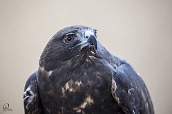 Raptors_PH18_IMG_3731.jpg