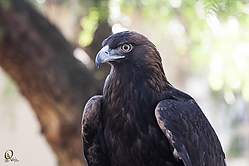 Raptors_PH18_IMG_3736.jpg