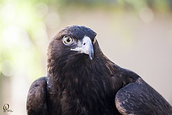 Raptors_PH18_IMG_3741.jpg