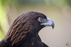 Raptors_PH18_IMG_3743.jpg