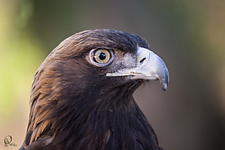 Raptors_PH18_IMG_3745.jpg