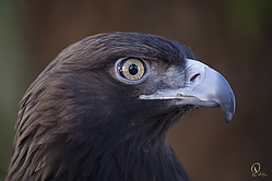 Raptors_PH18_IMG_3754.jpg