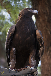 Raptors_PH18_IMG_3756.jpg