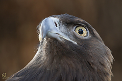 Raptors_PH18_IMG_3773.jpg