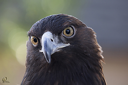 Raptors_PH18_IMG_3819.jpg