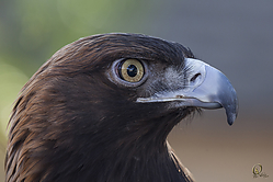 Raptors_PH18_IMG_3822.jpg
