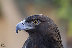 Raptors_PH18_IMG_3862.jpg
