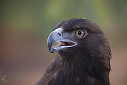 Raptors_PH18_IMG_3887.jpg