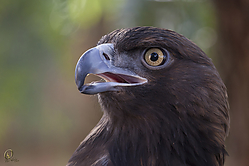 Raptors_PH18_IMG_3918.jpg