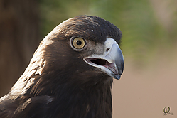 Raptors_PH18_IMG_3931.jpg