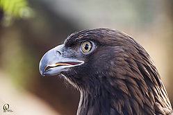 Raptors_PH18_IMG_3947.jpg