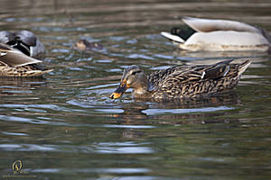 EY_PH18_IMG_6416.jpg