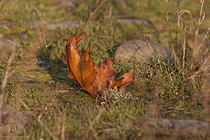 Effie_PH18_img_8060.jpg