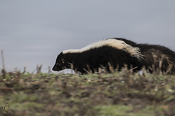 11SNWR_PH18_IMG_9846.jpg