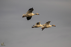 13SNWR_PH18_IMG_9882.jpg