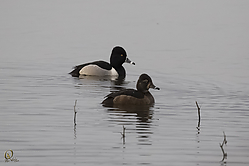 36SNWR_PH18_IMG_0005.jpg