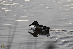 42SNWR_PH18_IMG_0045.jpg