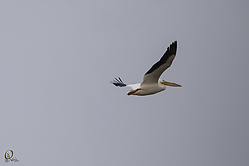 48SNWR_PH18_IMG_0070.jpg